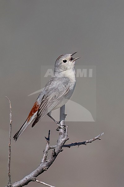 Adult male
Maricopa Co., AZ
April 2024 stock-image by Agami/Brian E Small,