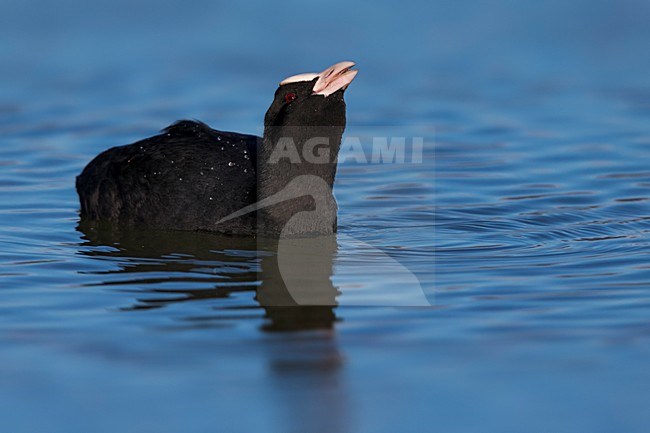 Meerkoet drinkend; Eurasian Coot drinking stock-image by Agami/Daniele Occhiato,