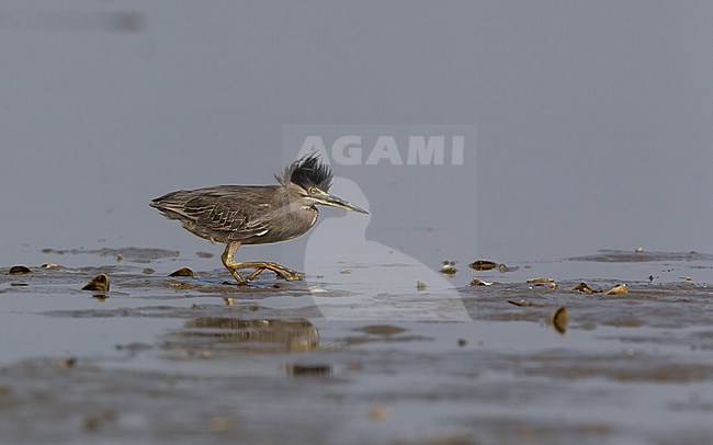 Striated Heron (Butorides striata), hunting a low tide in Laem Pak Bia, Thailand stock-image by Agami/Helge Sorensen,