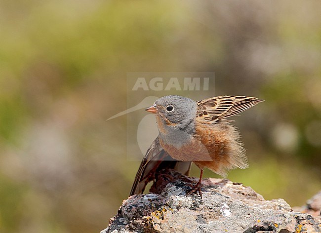 Bruinkeelortolaan vleugel strekkend; Cretzschmar\'s Bunting wing stretching stock-image by Agami/Roy de Haas,