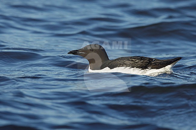 Adult breeding Thick-billed Murre (Uria lomvia), also known as Brunnich's Guillemot, swimming at sea off Seward Peninsula, Alaska, United States. stock-image by Agami/Brian E Small,