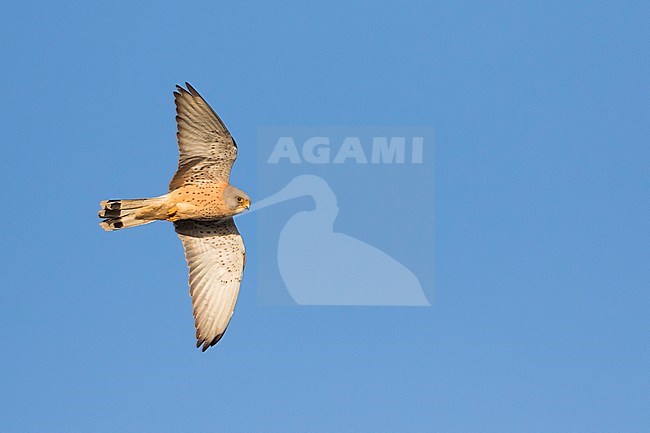 Adult male Lesser Kestrel (Falco naumanni) in flight. stock-image by Agami/Ralph Martin,