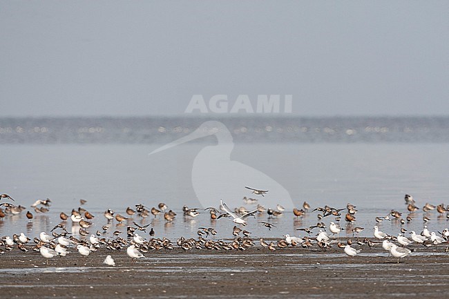 Grote groepen vogels in Westhoek; Bird flocks at Westhoek stock-image by Agami/Marc Guyt,