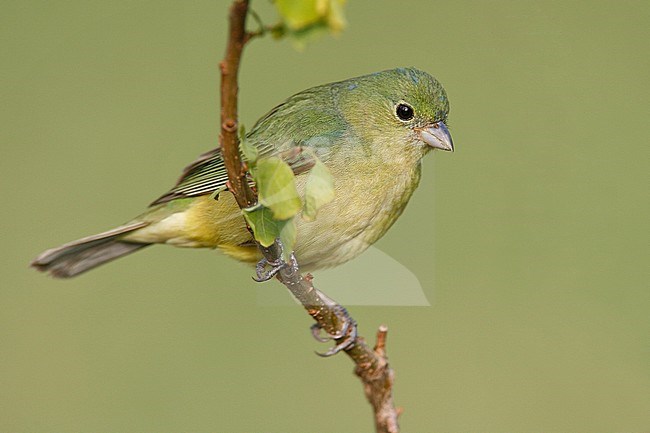 1st year male
Galveston Co., TX
April 2006 stock-image by Agami/Brian E Small,