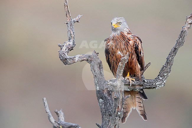 Red Kite, Adult perched on a dead tree, Basilicata, Italy stock-image by Agami/Saverio Gatto,