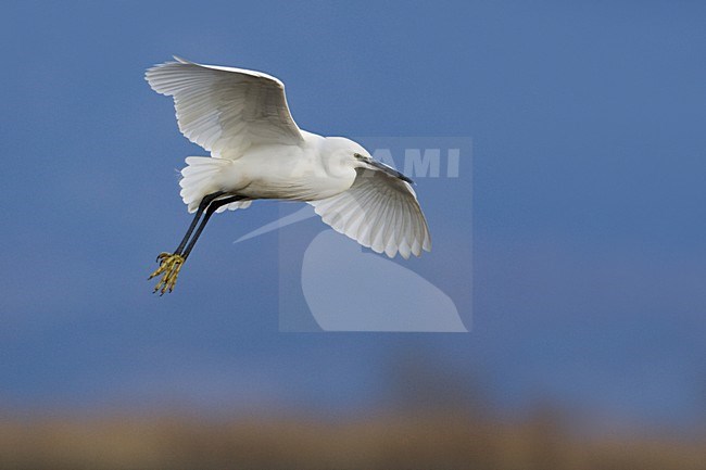 Kleine Zilverreiger vliegend; Little Egret flying stock-image by Agami/Daniele Occhiato,