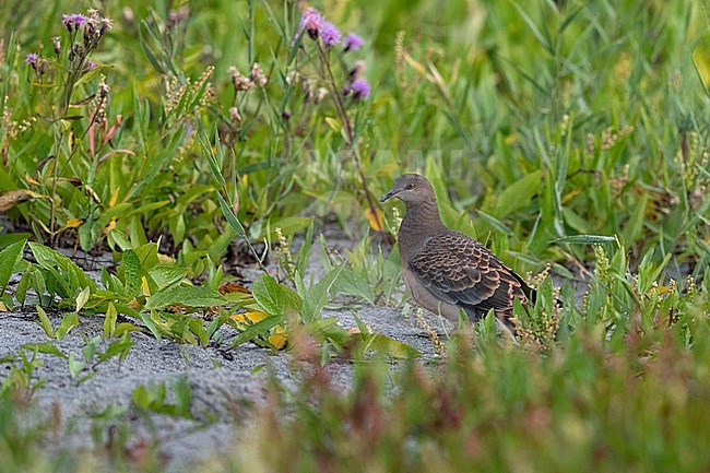 A juvenile Oriental Turtle Dove (Streptopelia orientalis, ssp. meena) on migration in Mongolia. stock-image by Agami/Mathias Putze,