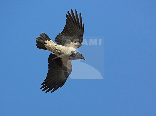 Bonte Kraai in vlucht; Hooded crow in flight stock-image by Agami/Markus Varesvuo,