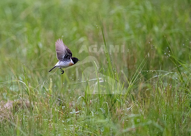 Male Siberian Stonechat (Saxicola maurus) summering in Finland. Rare vagrant to Europe. stock-image by Agami/Markku Rantala,