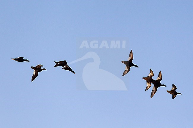 Asian White-winged Scoter (Melanitta stejnegeri) in flight in Mongolia. Also known as Stejneger's Scoter. stock-image by Agami/Mathias Putze,