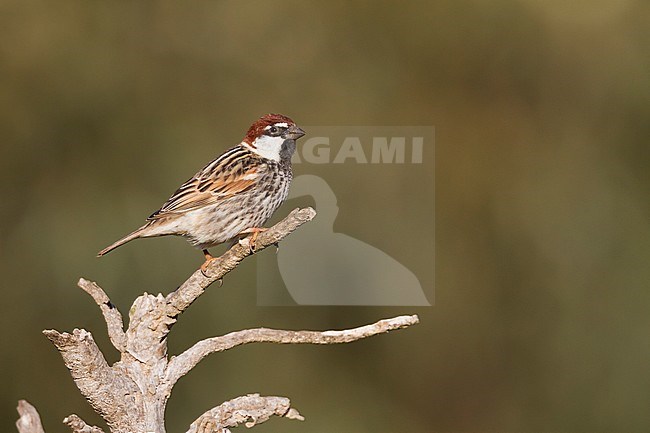 Spanish Sparrow - Weidensperling - Passer hispaniolensis ssp. hispaniolensis, adult male, Morocco stock-image by Agami/Ralph Martin,