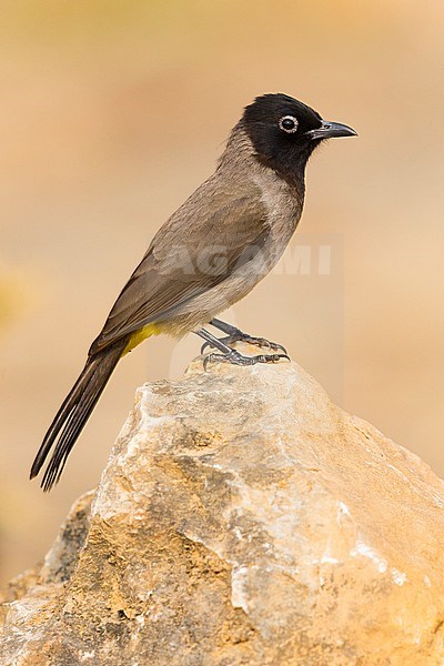 White-spectacled Bulbul, Standing on a rock, Ayn Hamran, Dhofar, Oman (Pycnonotus xanthopygos) stock-image by Agami/Saverio Gatto,