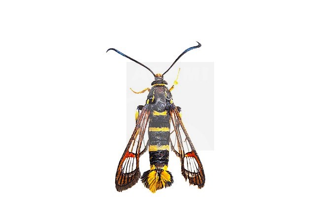 Yellow-legged Clearwing, Synanthedon vespiformis stock-image by Agami/Wil Leurs,