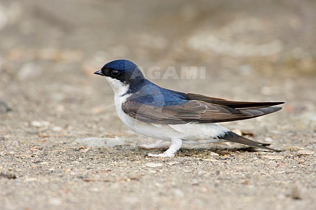 Huiszwaluw verzameld nestmateriaal; Common House Martin collecting nesting material stock-image by Agami/Markus Varesvuo,