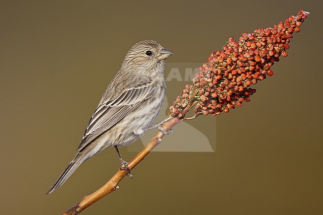 Adult female
Los Alamos Co., N.M.
December 2008 stock-image by Agami/Brian E Small,