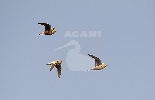 Chestnut-bellied Sandgrouse (Pterocles exustus erlangeri), in flight at Wamm Farms, UAE stock-image by Agami/Helge Sorensen,