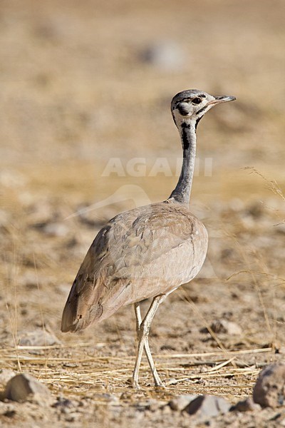 Ruppell's Korhaan, Heterotetrax rueppelii) walking on the ground in Namibia. stock-image by Agami/Wil Leurs,