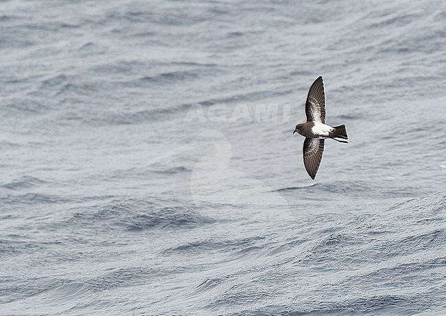 Black-bellied Storm Petrel (Fregetta tropica) flying low over the southern pacific ocean, south of New Zealand. stock-image by Agami/Marc Guyt,