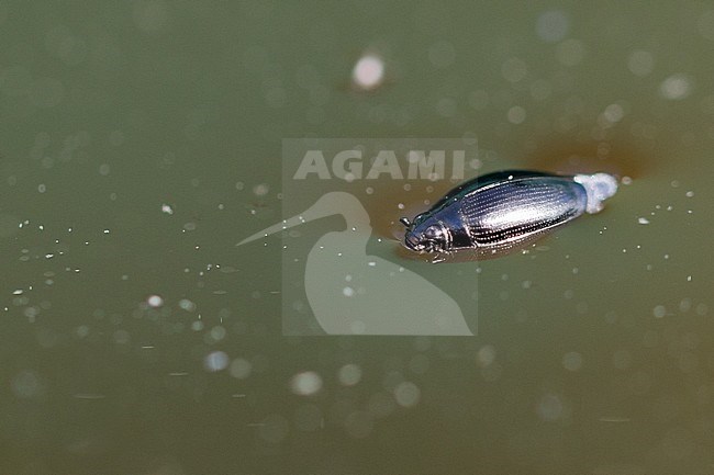 Gyrinidae sp. - Whirligig beetle, Russia (Baikal), imago stock-image by Agami/Ralph Martin,