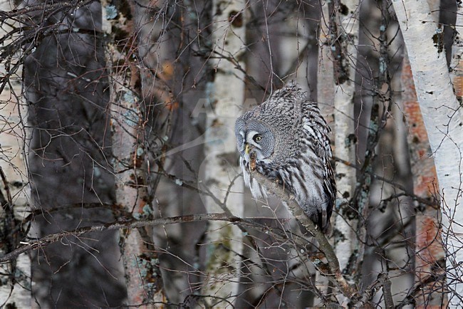 Laplanduil zittend op een tak prooi etend; Great Grey Owl perched on a branch eating prey stock-image by Agami/Markus Varesvuo,