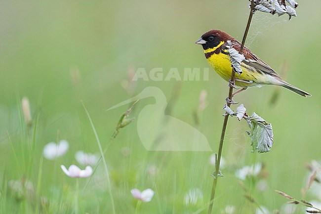 Yellow-breasted Bunting - Weidenammer - Emberiza aureola ssp. aureola, Russia (Baikal), adult male stock-image by Agami/Ralph Martin,