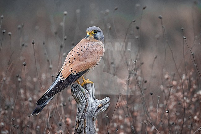 Male Eurasian Kestrel, Falco tinnunculus, in Italy. stock-image by Agami/Daniele Occhiato,