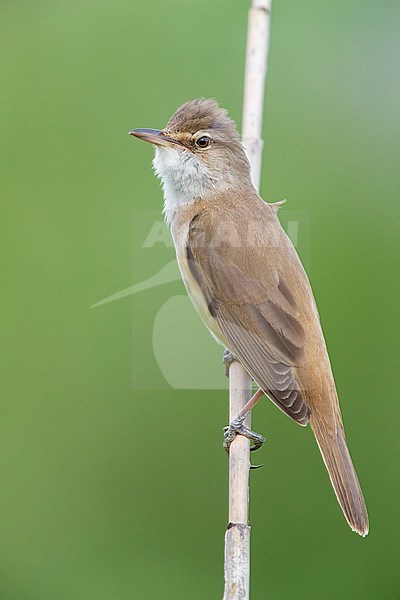 Great Reed Warbler (Acrocephalus arundinaceus), side view of an adult perched on a reed, Campania, Italy stock-image by Agami/Saverio Gatto,