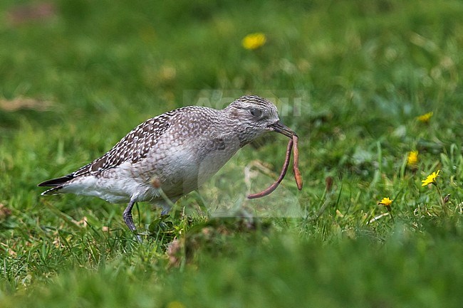 Amerikaanse goudplevier met worm, American Golden Plover with worm stock-image by Agami/Daniele Occhiato,