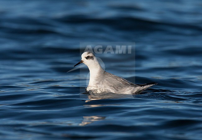 Rosse Franjepoot; Grey Phalarope; Phalaropus fulicarius stock-image by Agami/Hugh Harrop,