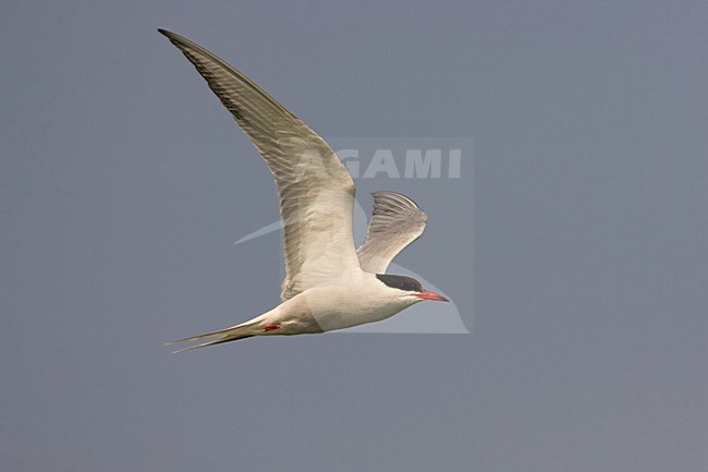 Visdief volwassen vliegend; Common Tern adult flying stock-image by Agami/Arie Ouwerkerk,