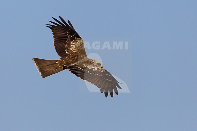 Juveniele Zwarte Wouw in de vlucht; Juvenile Black Kite in flight stock-image by Agami/Daniele Occhiato,