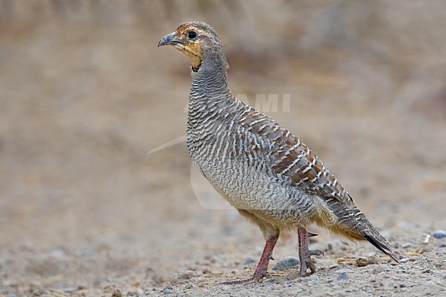 Grey Francolin, Ortygornis pondicerianus, standing on the ground in Oman. stock-image by Agami/Daniele Occhiato,