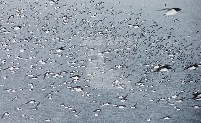 Grote groep Zeekoeten boven zee, Large group Common Murre above sea stock-image by Agami/Markus Varesvuo,