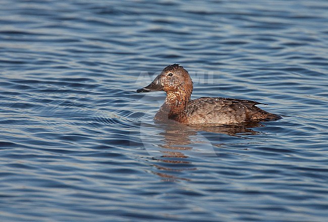 Adult female Common Pochard (Aythya ferina) in winter plumage during late winter. Swimming in the freshwater lake Starrevaart near Leidschendam in the Netherland. stock-image by Agami/Marc Guyt,