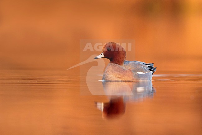 Smient man in ochtend licht; Eurasian Wigeon male in early morning light stock-image by Agami/Walter Soestbergen,