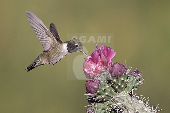 Adult male
Cochise Co., AZ
May 2011 stock-image by Agami/Brian E Small,