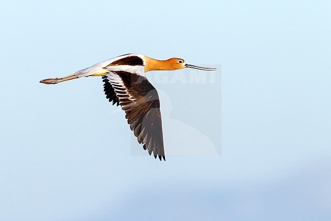 Adult male breeding
Davis Co., UT
June 2013 stock-image by Agami/Brian E Small,