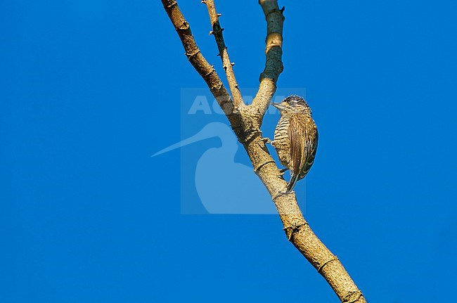 Female White-barred Piculet (Picumnus cirratus) perched on a branch against a blue sky as a background in REGUA, Brazil stock-image by Agami/Tomas Grim,