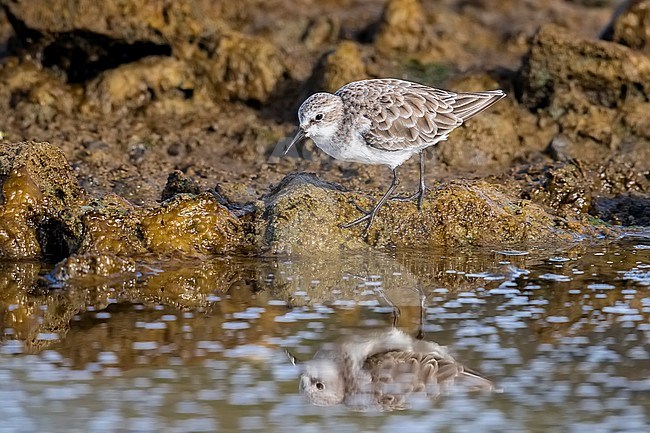 Adult winter plumage Little Stint walking on Cabo da Praia, Terceira, Azores. October 03, 2018. stock-image by Agami/Vincent Legrand,