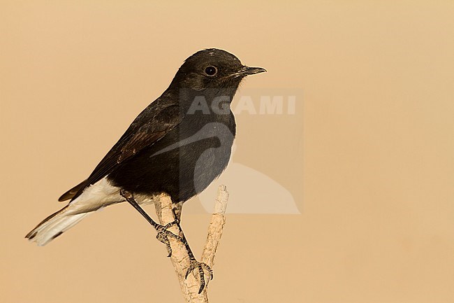 White-crowned Wheatear - Saharasteinschmätzer - Oenanthe leucopyga ssp. leucopyga, Morocco, 2nd cy, male stock-image by Agami/Ralph Martin,