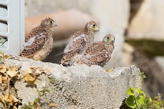 Lesser Kestrel (Falco naumanni), three chicks out of the nest in Matera stock-image by Agami/Saverio Gatto,