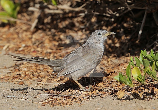 Arabian Babbler (Turdoides squamiceps) at Barqa in Oman. Standing on the ground next to some scrub. stock-image by Agami/Aurélien Audevard,