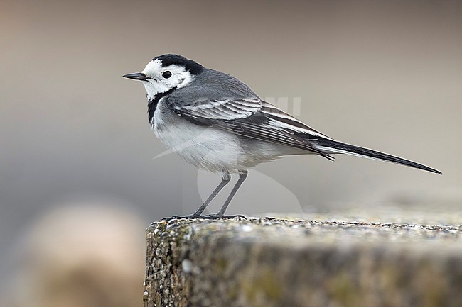 White Wagtail (Motacilla alba) in Italy. stock-image by Agami/Daniele Occhiato,