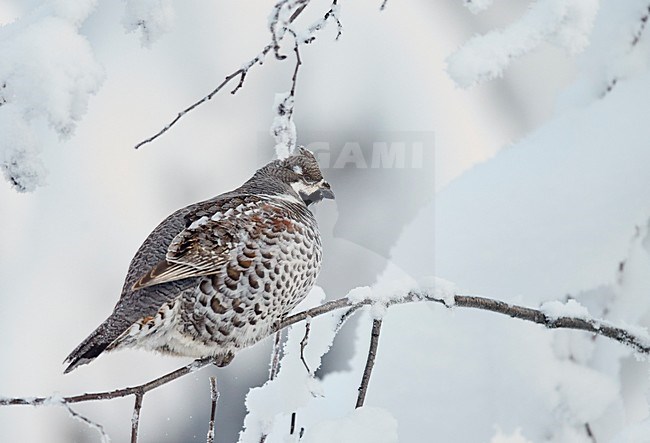 Hazelhoen foeragerend in de sneeuw, Hazel Grouse foraging in the snow stock-image by Agami/Markus Varesvuo,