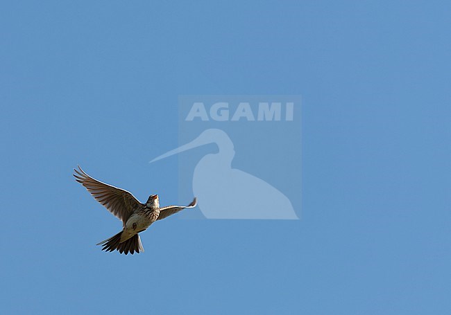 Eurasian Skylark (Alauda arvensis) in the Netherlands. stock-image by Agami/Marc Guyt,