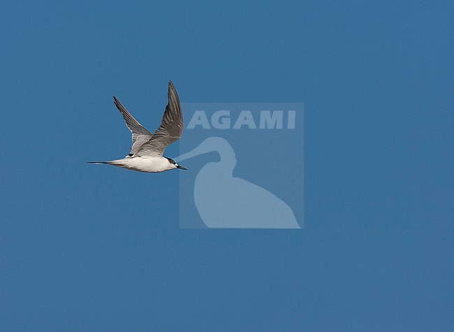 Wintering Common Tern (Sterna hirundo) in South Africa. Flying away, showing under wings. stock-image by Agami/Marc Guyt,