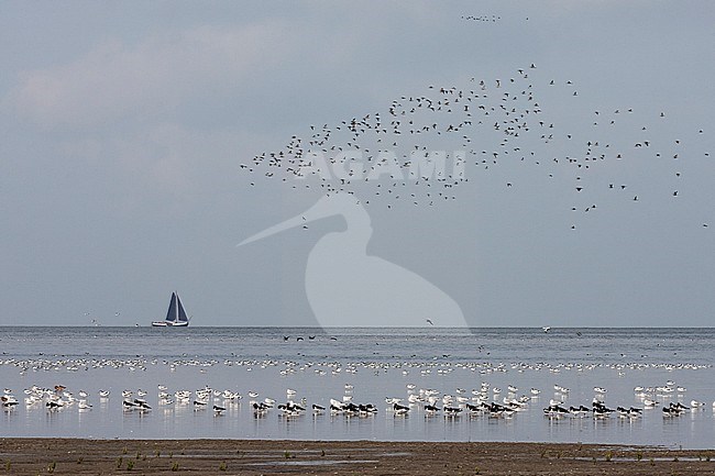 Grote groepen vogels in Westhoek; Bird flocks at Westhoek stock-image by Agami/Marc Guyt,