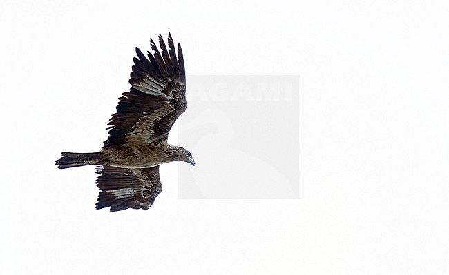 Immature Pallas's Fish Eagle, Haliaeetus leucoryphus, in India. stock-image by Agami/Ian Davies,