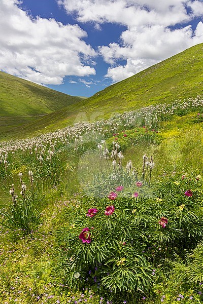 Common Peony (Paeonia officinalis), plants growing on a moutain slope, Abruzzo, Italy stock-image by Agami/Saverio Gatto,