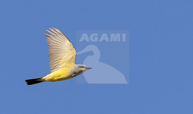 Western kingbird (Tyrannus verticalis) during spring mirgation in western USA. stock-image by Agami/Ian Davies,